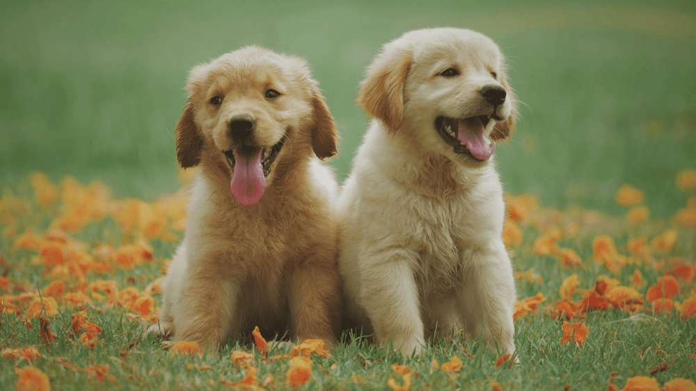 10 Essential Tips For First-Time Dog Owners - Kika USA SuperiorCare.Pet