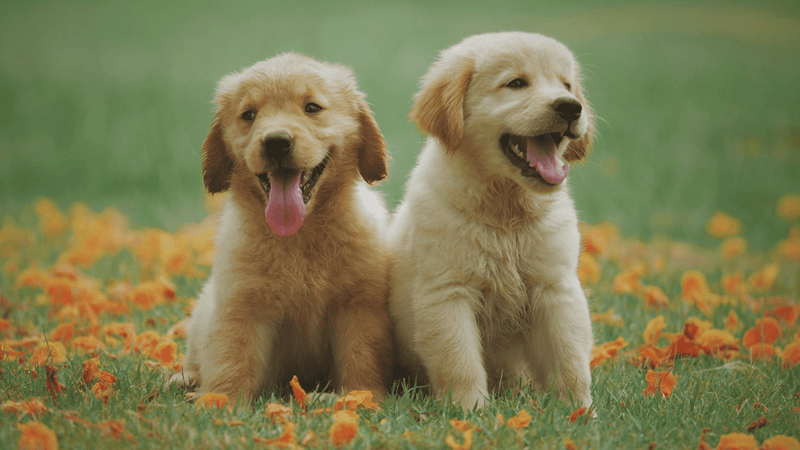 10 Essential Tips For First-Time Dog Owners