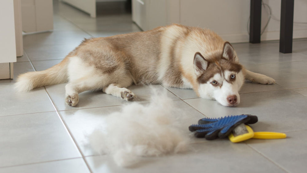 5 Tips for Managing Your Pet's Coat Change Quicker - Kika USA