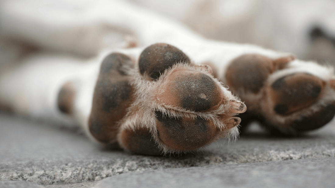 6 Effective Ways to Relieve Your Dog's Itchy Paws at Home - Kika USA SuperiorCare.Pet