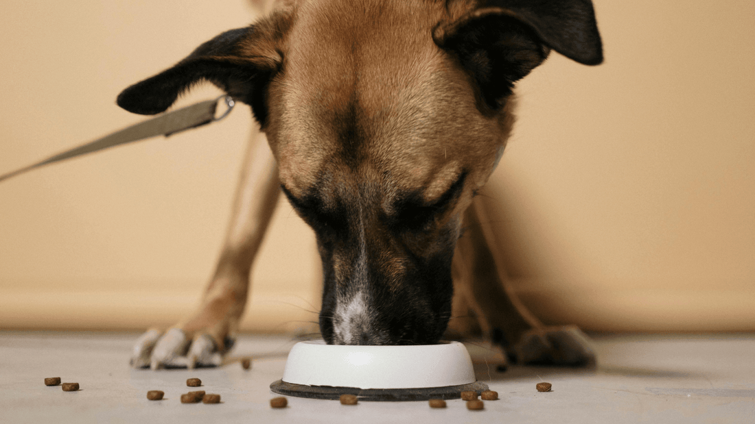 7 Best Ways to Store Pet Food and Keep It Fresh - Kika USA SuperiorCare.Pet