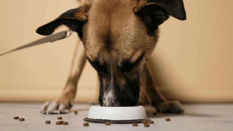 7 Best Ways to Store Pet Food and Keep It Fresh