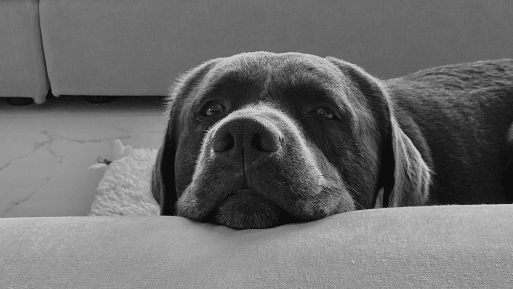 7 Reasons Your Dog Is Not Eating and How to Help - Kika USA
