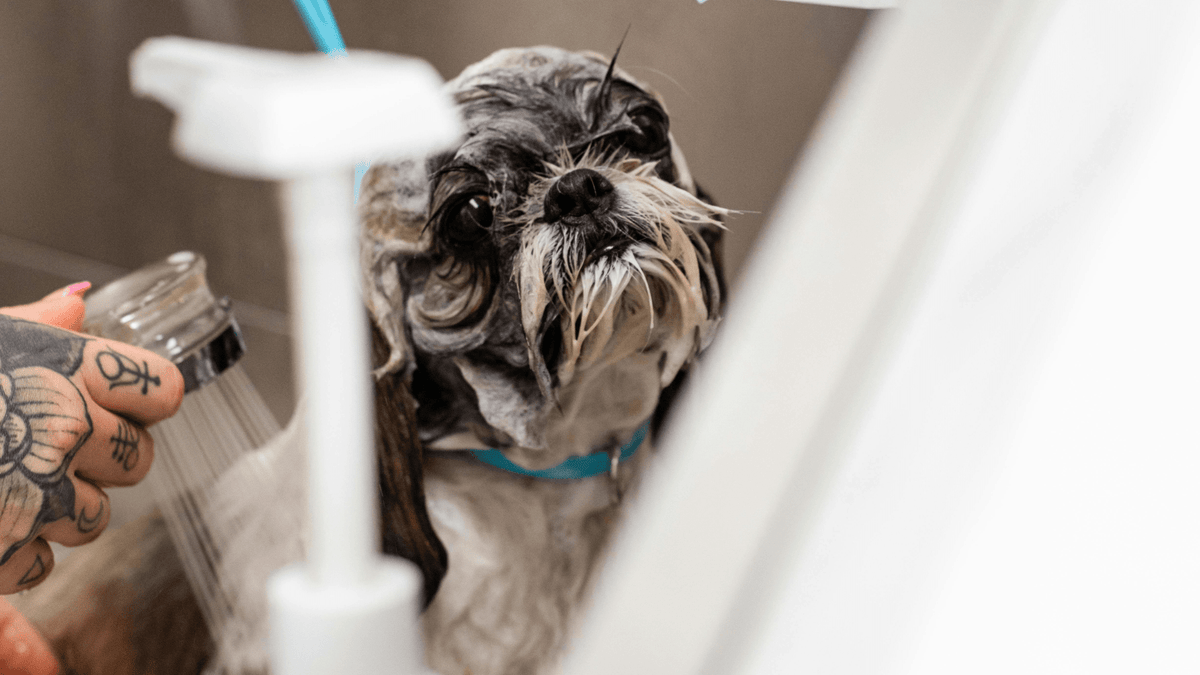 8 Common Bathing Mistakes That Can Damage Your Pet’s Coat