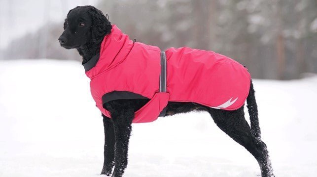 8 Reasons Why Your Dog Needs Dog Clothes in Winter - Kika USA