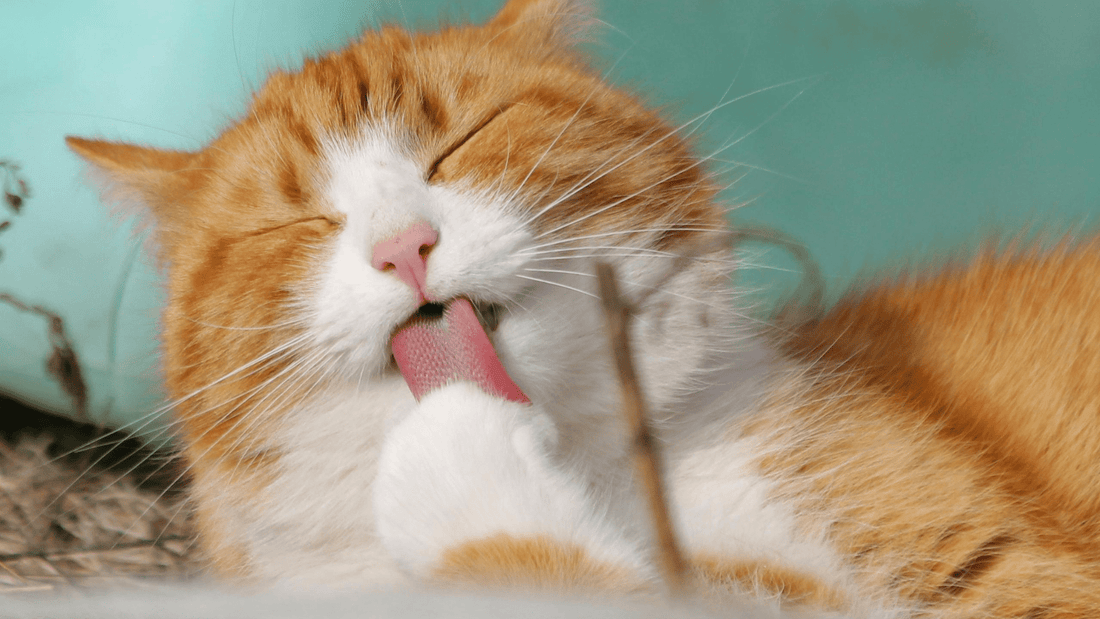 8 Signs Your Cat is Stressed and How to Help - Kika USA SuperiorCare.Pet