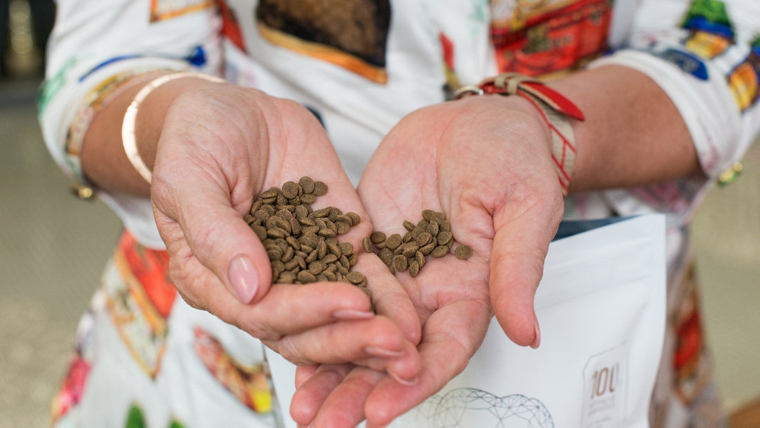 Are White Dogs More Prone To Allergies: Top 5 Protein Sources In Dry Dog Food That Won’t Cause Allergic Reactions - Kika USA SuperiorCare.Pet