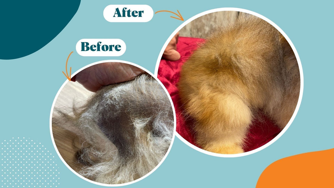 Battling Pet Alopecia: A Comprehensive Guide for Pet Owners - Kika USA