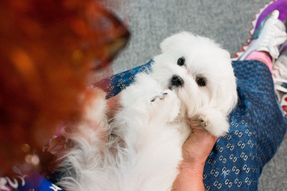 Beat Dog Allergies Naturally: Top Remedies & Tips for Pet Wellness - Kika USA