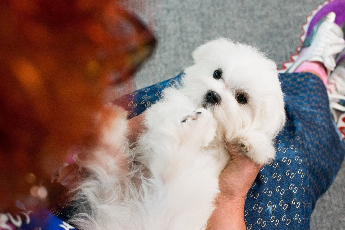 Beat Dog Allergies Naturally: Top Remedies & Tips for Pet Wellness - Kika USA SuperiorCare.Pet