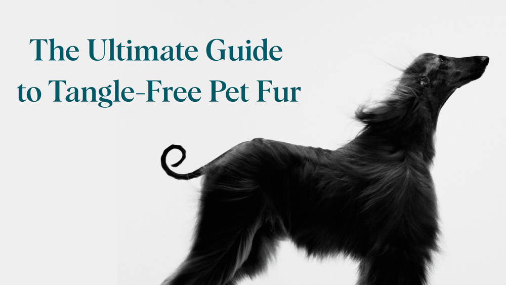 Best Ways to Prevent & Remove Mats and Tangles in Pet Fur - Kika USA