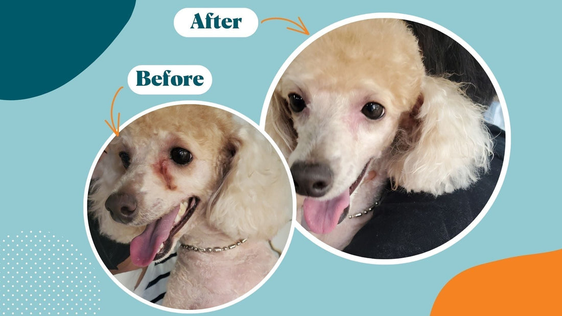 Brown Tear Stains: Unveiling the Mystery and Finding Solutions - Kika USA SuperiorCare.Pet