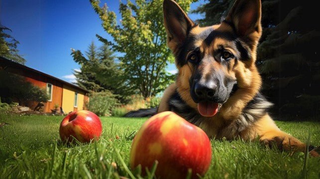 Can Dogs and Puppies Eat Apples? Discover the Benefits, Potential Risks, and Safe Ways to Serve This Crunchy Treat - Kika USA