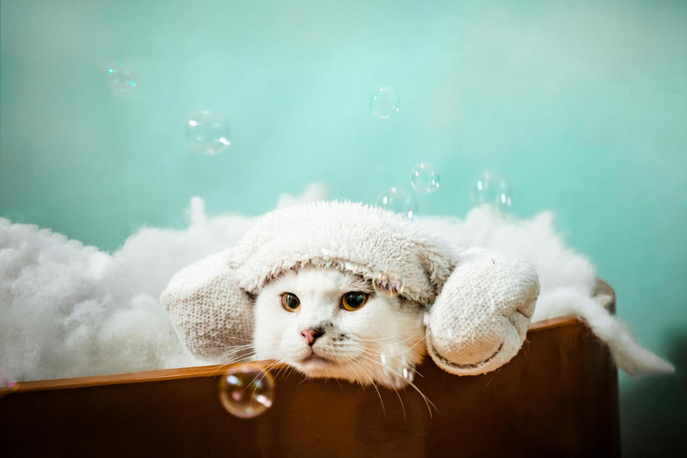 Cat Shampoo at Home: How to Bathe a Cat Safely Without Stress - Kika USA