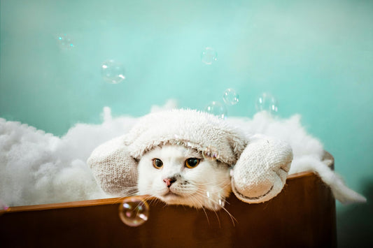 Cat Shampoo at Home: How to Bathe a Cat Safely Without Stress - Kika USA