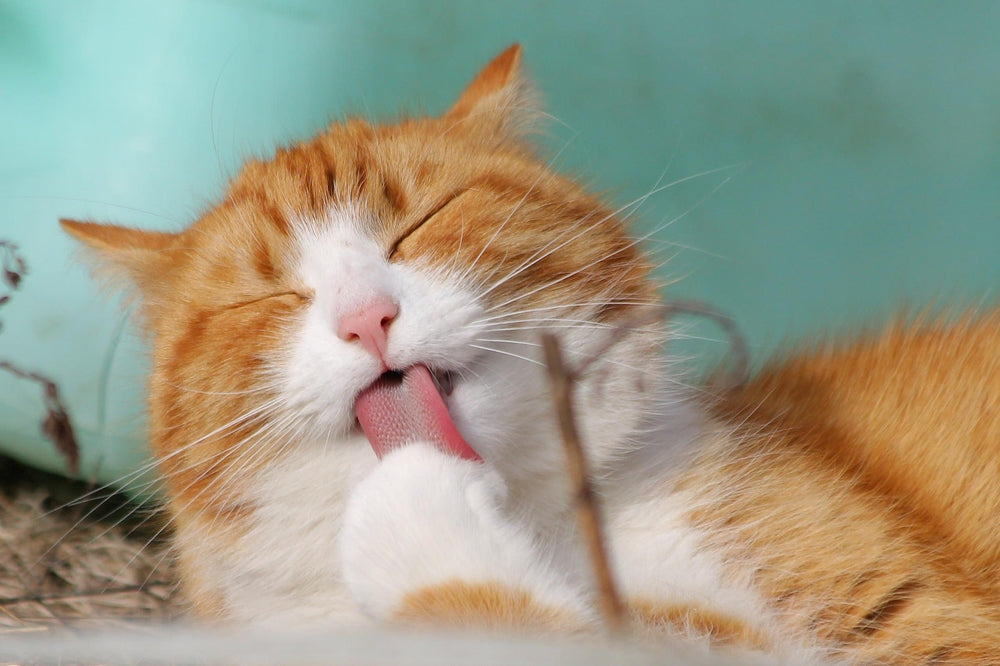Cat Shampoo for Itchy Skin: What Helps and When to See a Vet - Kika USA