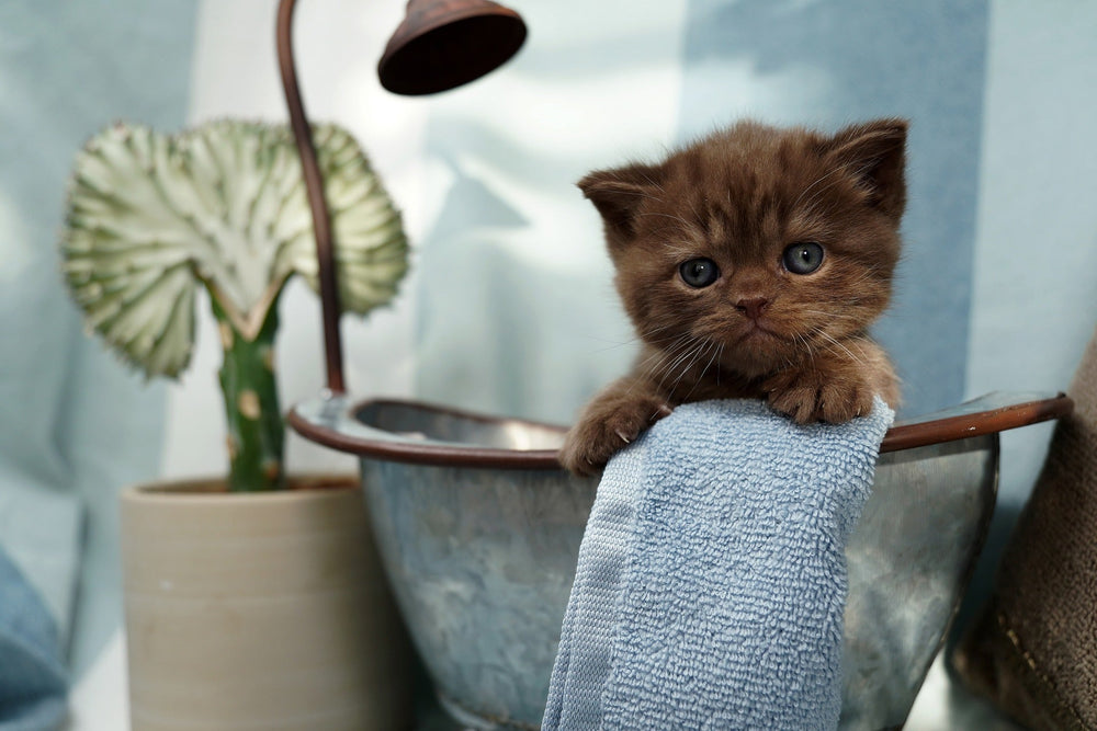 Cat Shampoo for Allergies and Sensitive Skin: What to Look For