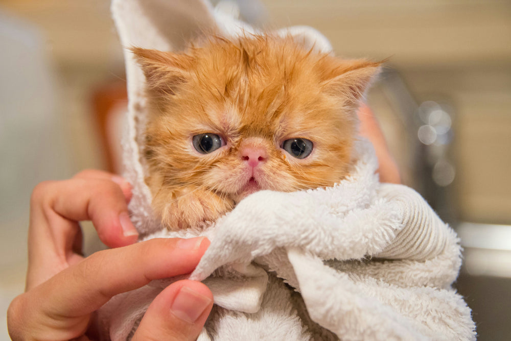 What Shampoo Is Safe for Cats? How to Choose the Right Cat Shampoo
