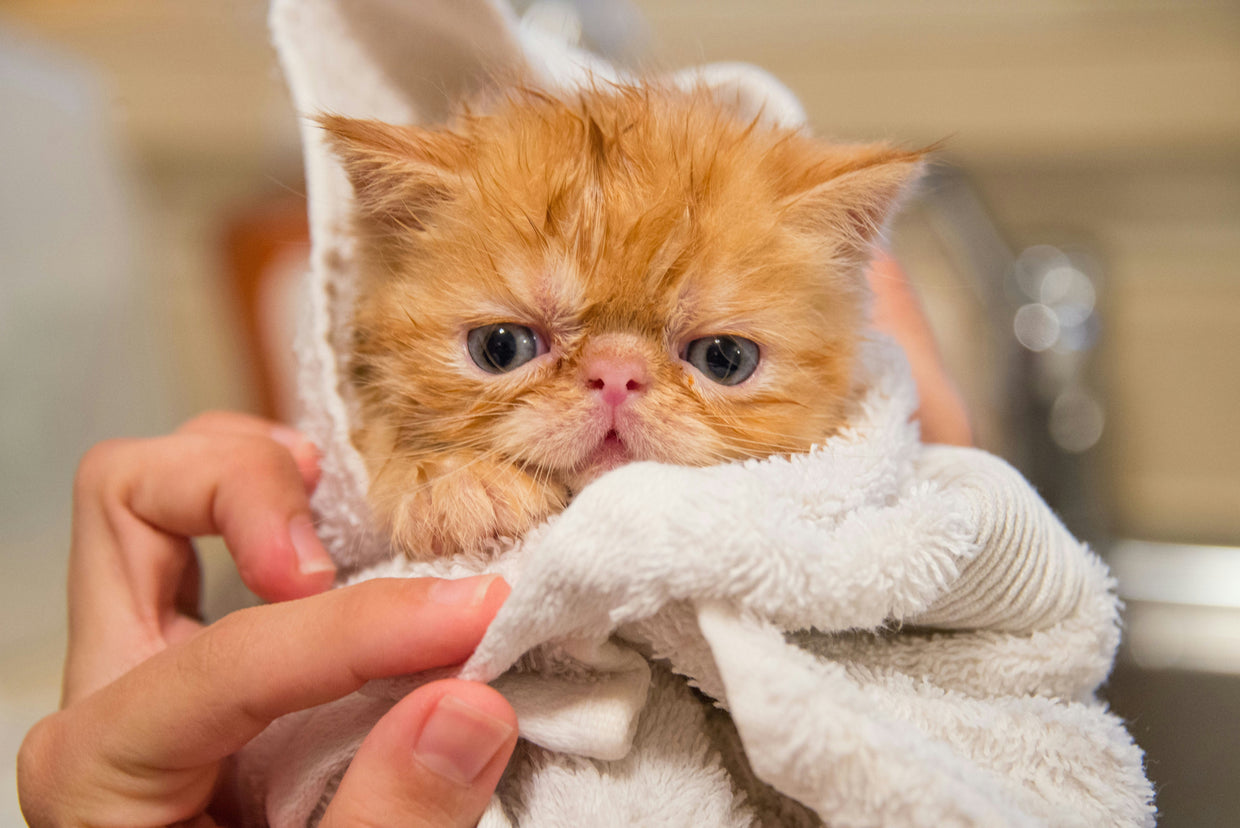 What Shampoo Is Safe for Cats? How to Choose the Right Cat Shampoo