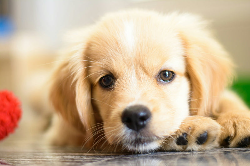 Core vs Lifestyle Puppy Vaccines: What Shots Does Your Puppy Really Need?