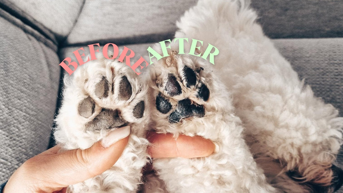 Cracking Paws in Winter: Causes, Signs, and Solutions - Kika USA