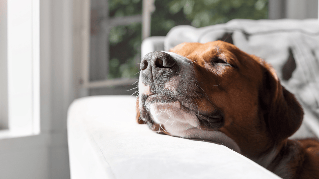Crusty Nose on Dog: Causes and Treatments Explained - Kika USA SuperiorCare.Pet