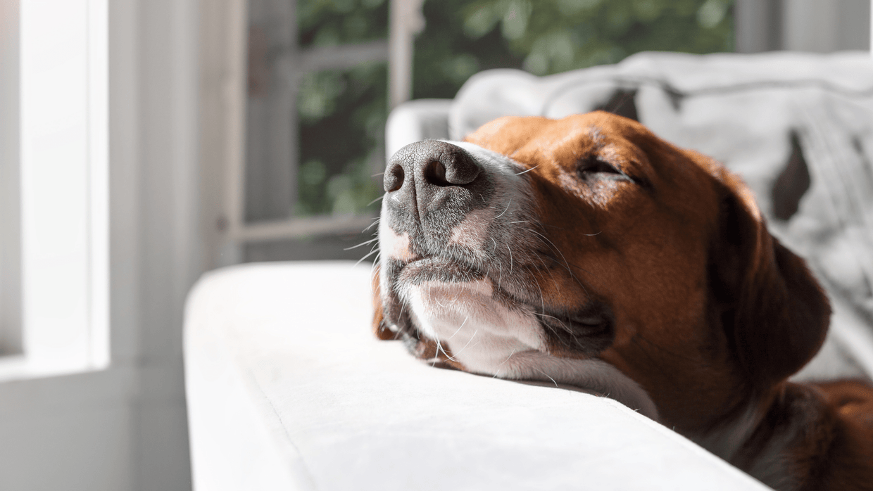 Crusty Nose on Dog: Causes and Treatments Explained