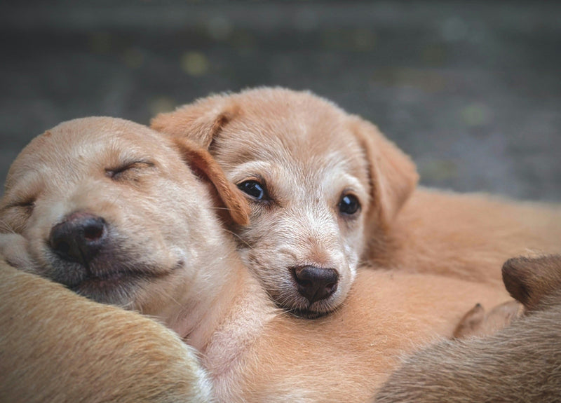 Puppy Vaccine Schedule: Complete First-Year Guide for New Dog Owners