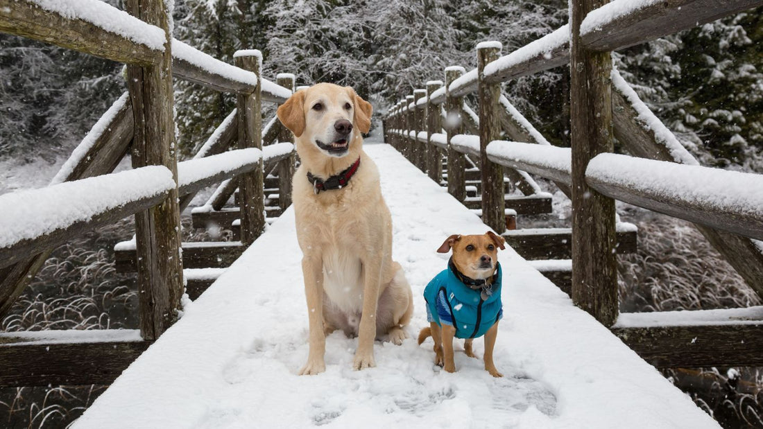 Debunking TOP 7 Winter Pet Care Myths: Essential Tips for Your Dog - Kika USA SuperiorCare.Pet