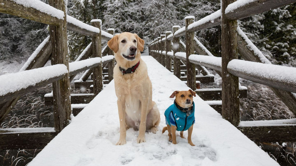 Debunking TOP 7 Winter Pet Care Myths: Essential Tips for Your Dog - Kika USA