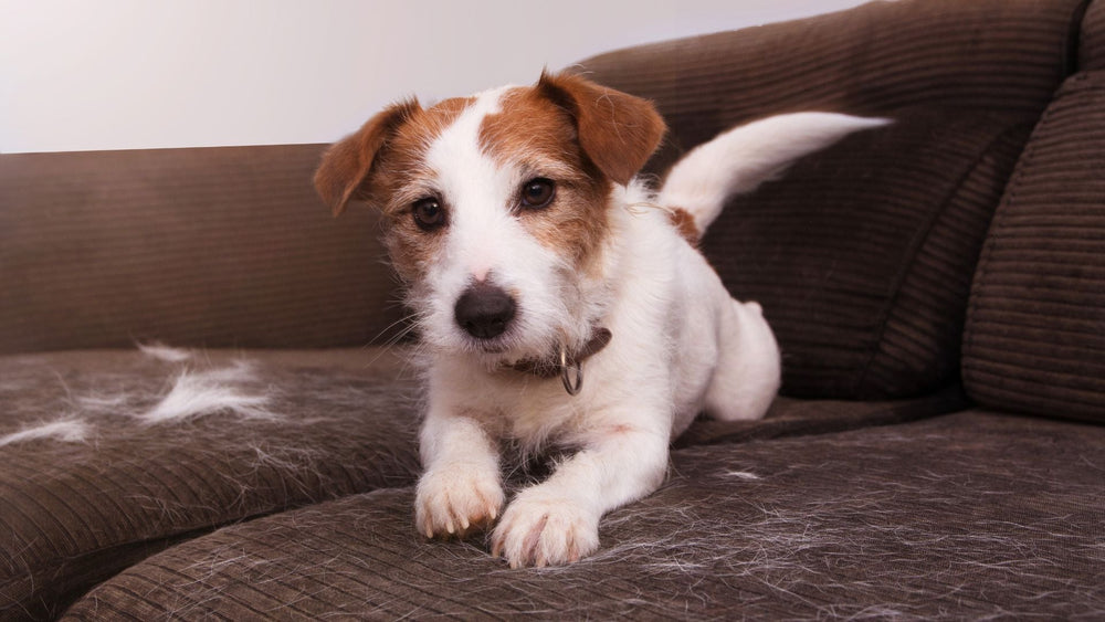 Do All Dogs Shed? Exploring Dog Coat Care in Spring - Kika USA