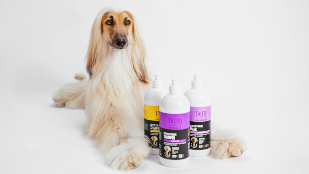 Dog Coat Care in Winter: Adjusting Bathing Routines - Kika USA