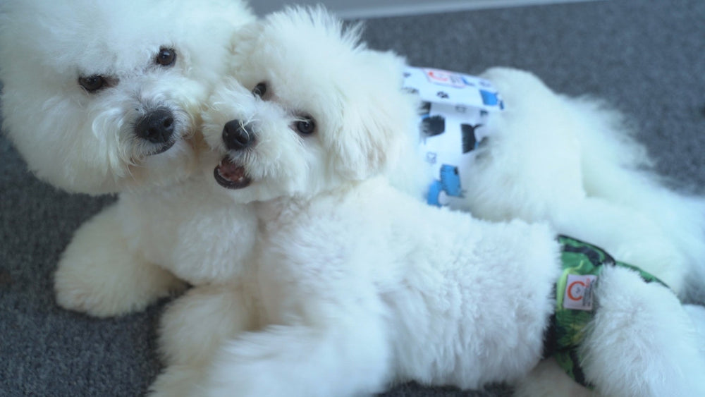 Dog Diapers: How Long Can A Dog Wear A Diaper? - Kika USA