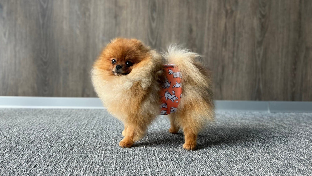 Dog Diapers Washable: Pros And Cons Of Belly Bands For Dogs - Kika USA
