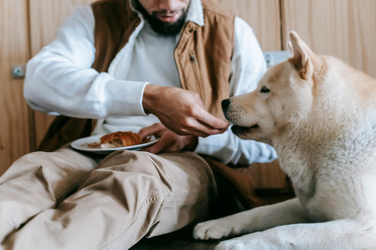Dog Food for Sensitive Skin: How Diet Can Support Skin and Coat Health