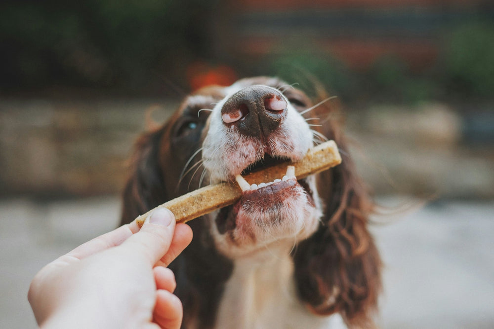 Dog Food for Food Allergies and Food Sensitivities: What Pet Owners Should Know - Kika USA