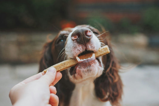 Dog Food for Food Allergies and Food Sensitivities: What Pet Owners Should Know - Kika USA