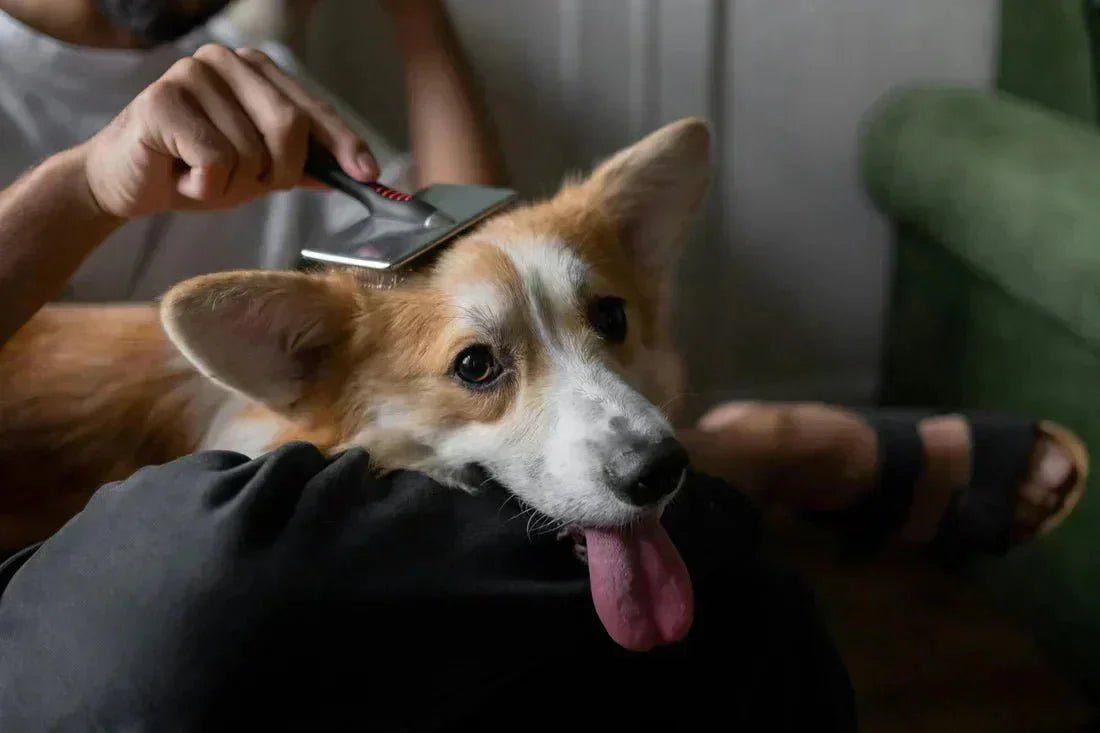 Dog Grooming Tools by Coat Type: What to Use for Short, Long, Curly and Double Coats