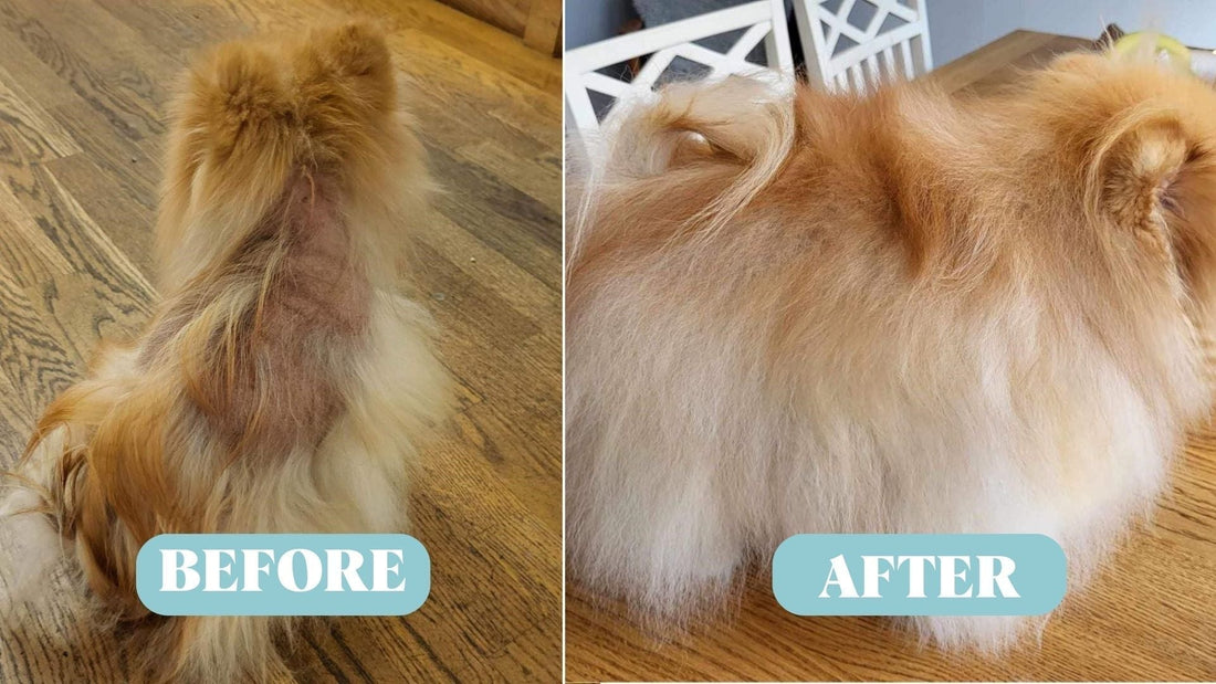 Dog Hair Loss: Causes, Solutions, and Expert Tips - Kika USA