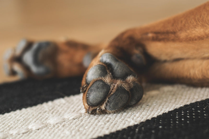 Dog Paw Balm: How to Choose and Use a Balm for Your Dog's Paws