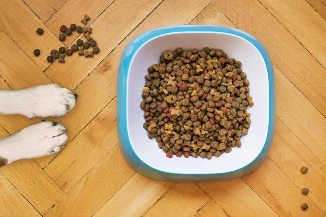 How to Choose the Best Dog Food for Sensitive Stomachs, Skin Allergies and Food Sensitivities