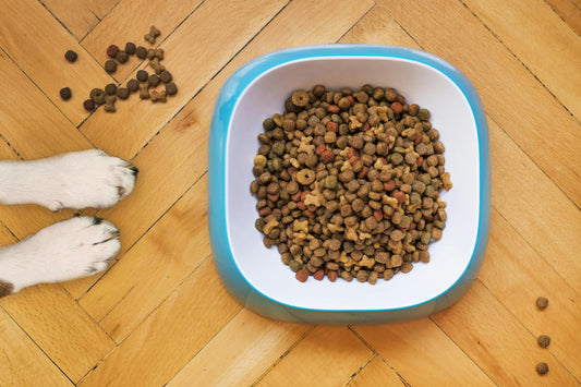 How to Choose the Best Dog Food for Sensitive Stomachs, Skin Allergies and Food Sensitivities