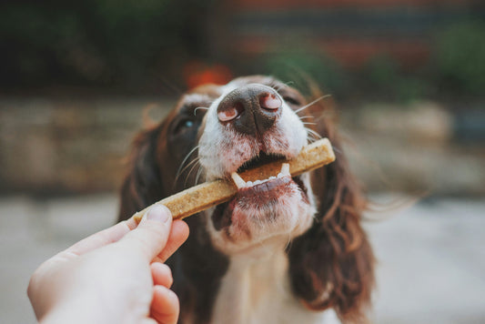 Dog Food for Food Allergies and Food Sensitivities: What Pet Owners Should Know