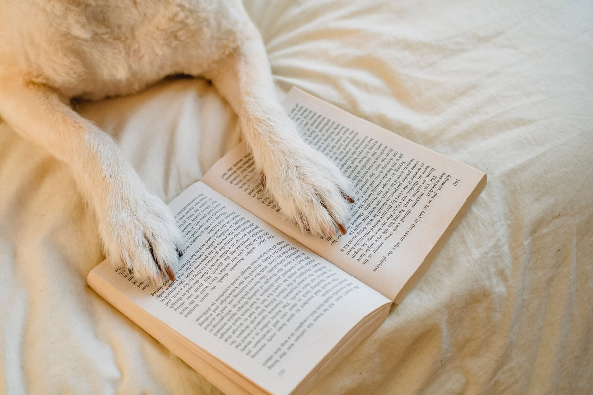 Dry and Cracked Dog Paws: Causes, Care, and When to See a Vet