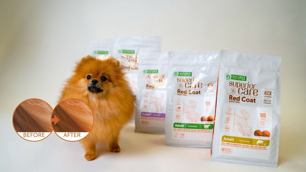 Fading Dog Fur Color: Causes and Solutions - Kika USA