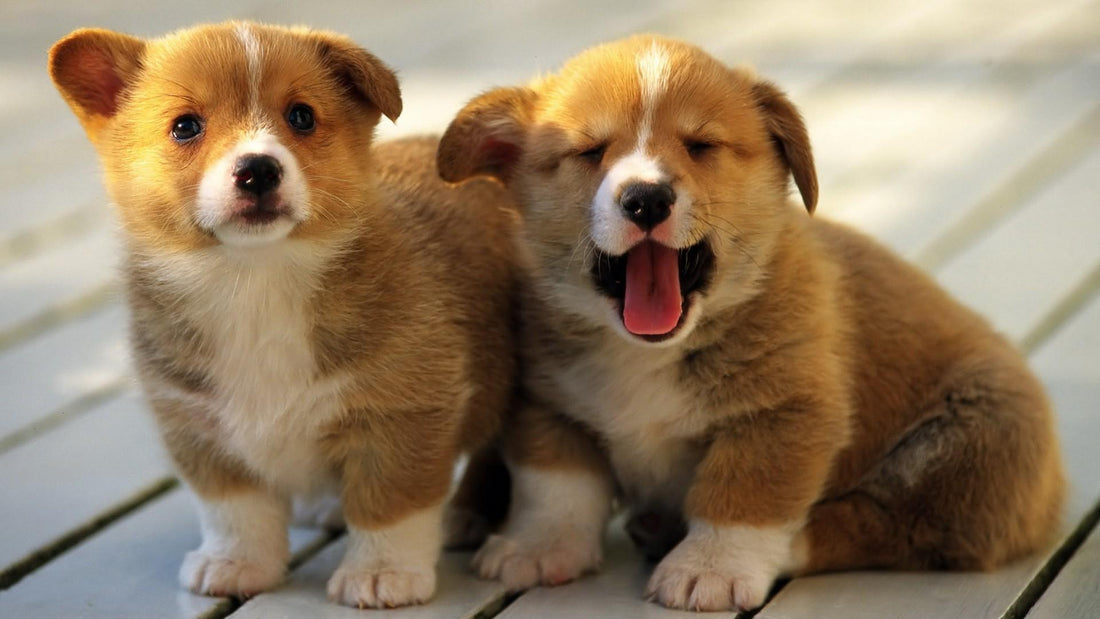 Feeding Puppies with Diarrhea: Gentle Diets for Delicate Tummies - Kika USA SuperiorCare.Pet