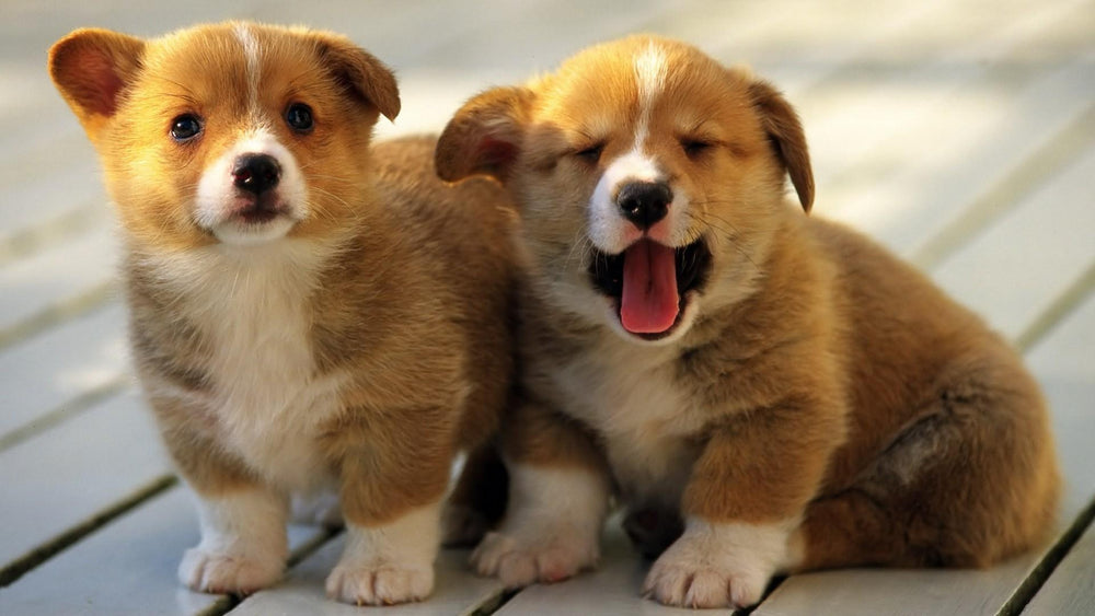 Feeding Puppies with Diarrhea: Gentle Diets for Delicate Tummies - Kika USA