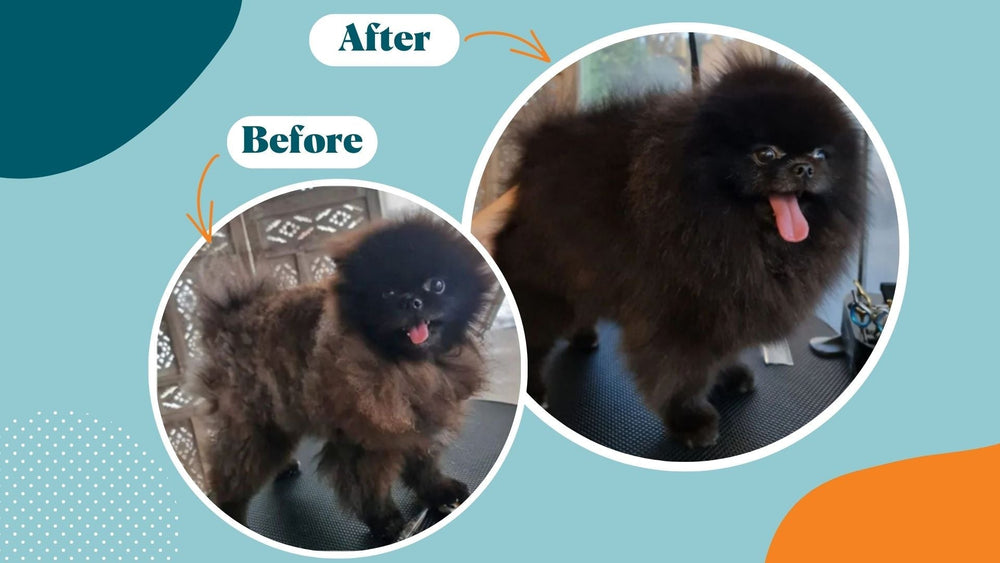 Flaky skin and rough fur for a pet: TOP tips to prevent it - Kika USA