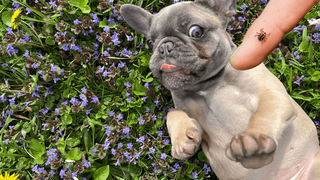 Flea and Tick Season Is Here – How to Keep Your Dog Safe - Kika USA SuperiorCare.Pet