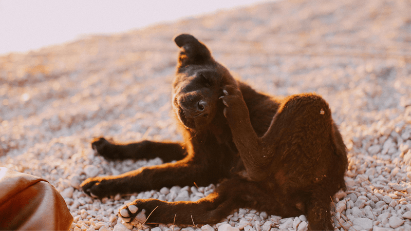 Flea vs. Dry Skin: How to Spot the Difference